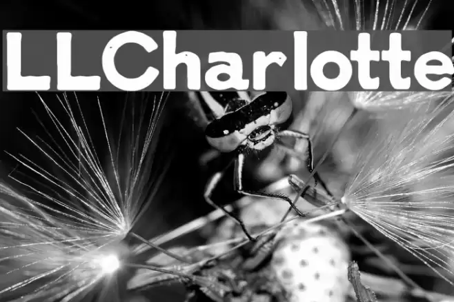 LLCharlotte Font examples