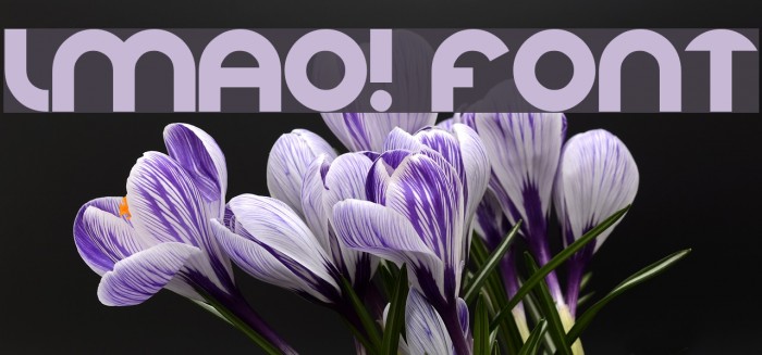 LMAO! Font examples