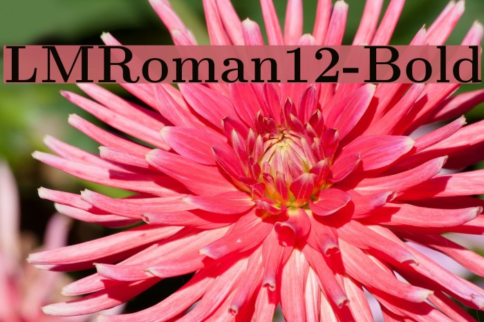 LMRoman12-Bold Font examples
