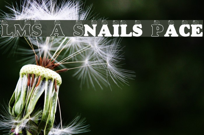 LMS A Snail's Pace Font examples