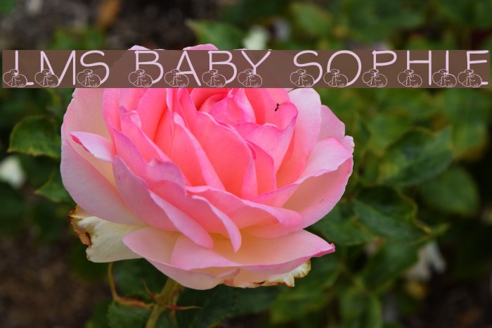 LMS Baby Sophie Example 2