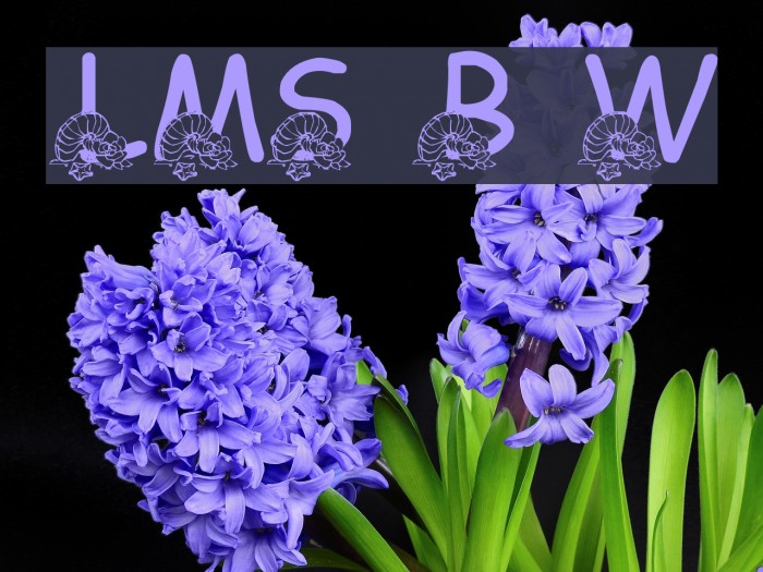 LMS Beach Wedding Fonte examples
