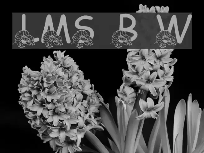 LMS Beach Wedding フォント examples