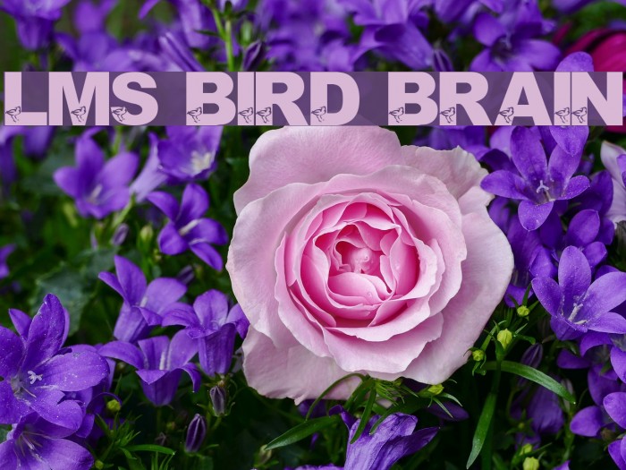 LMS Bird Brain Font examples