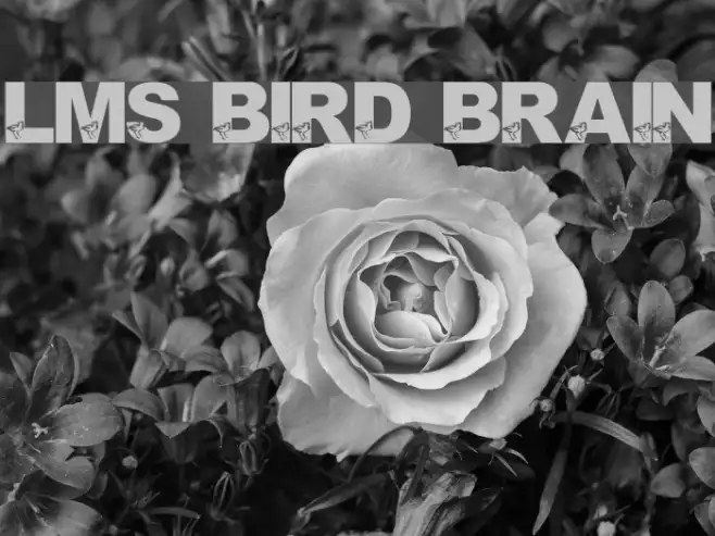 LMS Bird Brain Example 1