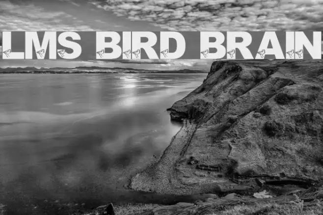 LMS Bird Brain Example 2
