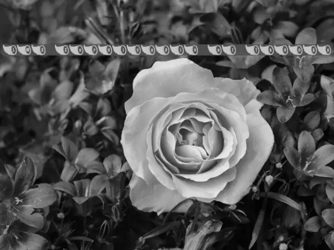 LMS Cornicopia of Thanks Font examples