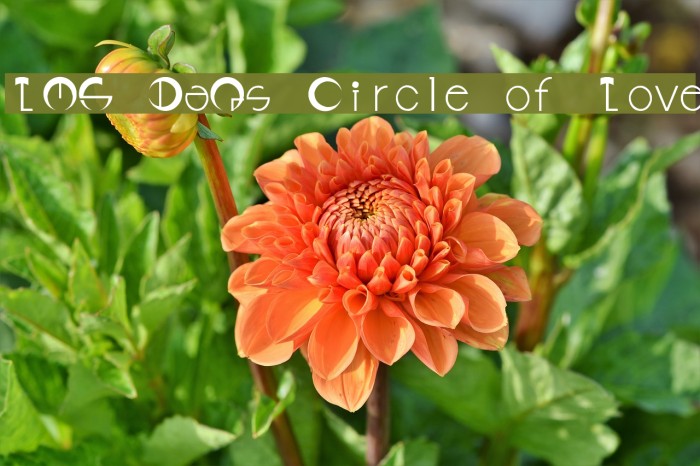 LMS DaQ's Circle of Love Font examples