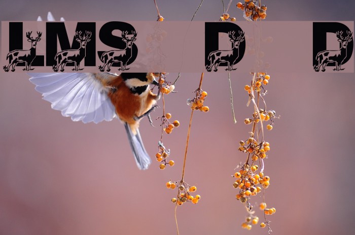 LMS Daddy Deer Example 3