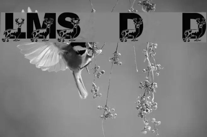LMS Daddy Deer Font examples