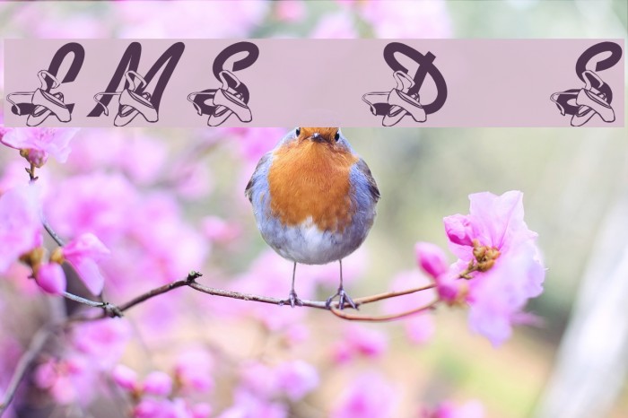 LMS Dance Shoes Font examples