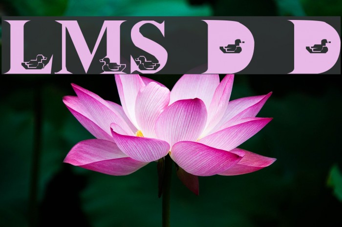 LMS David's Ducks Font examples