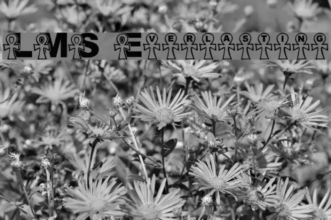 LMS Everlasting Example 3