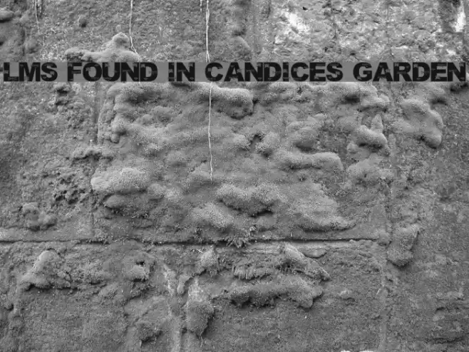 LMS Found In Candice's Garden Font examples