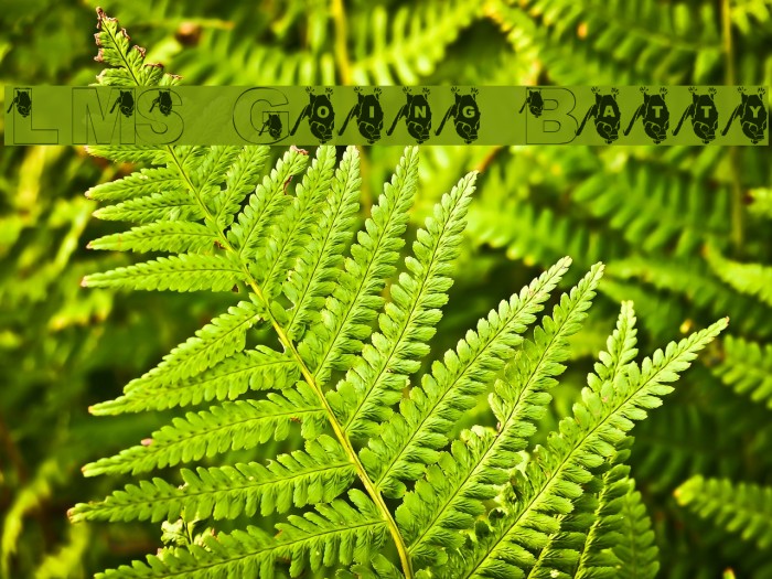 LMS Going Batty Example 3