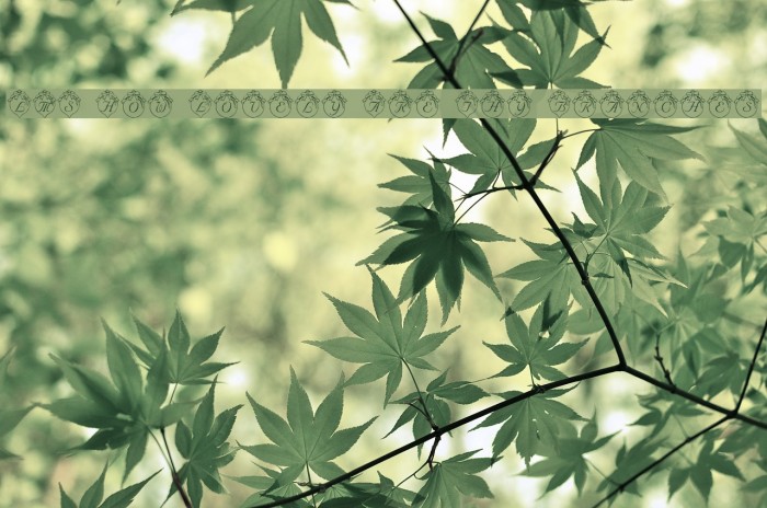 LMS How Lovely Are Thy Branches Font examples