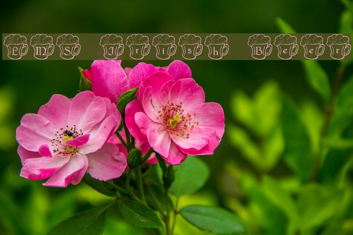 LMS Irish Beer Example 3