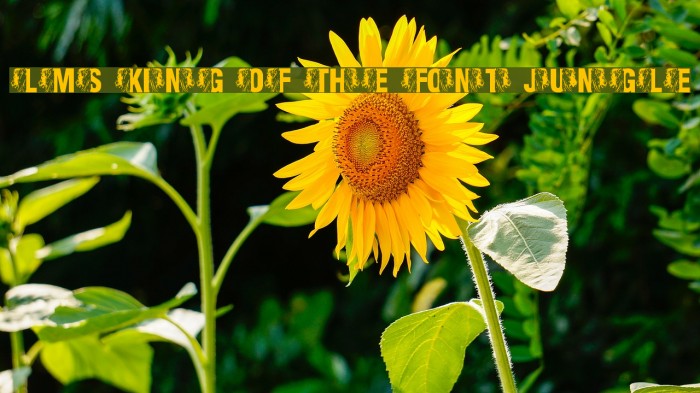 LMS King Of The Font Jungle Font examples