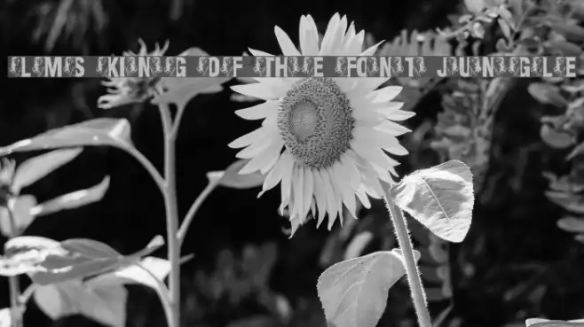 LMS King Of The Font Jungle Example 3