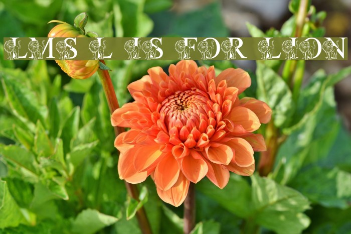LMS L Is For Lion Font examples