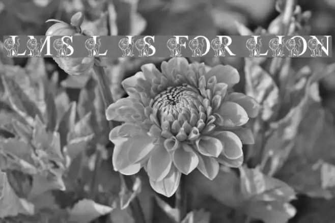 LMS L Is For Lion Example 1