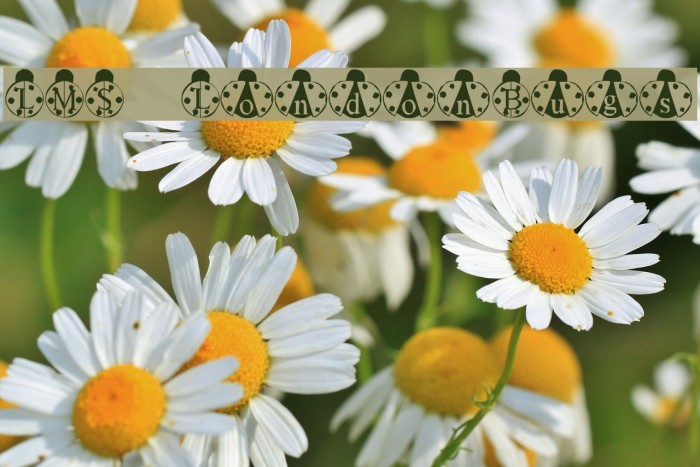 LMS LondonBugs Font examples