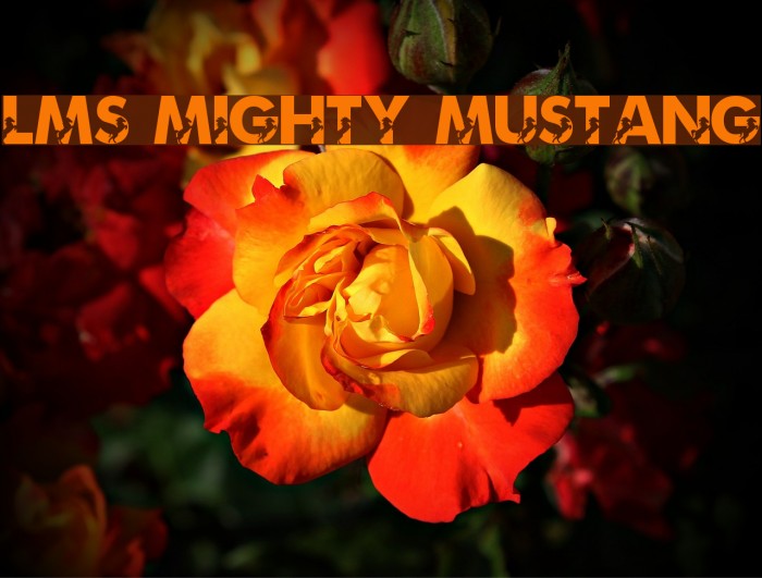 LMS Mighty Mustang Font examples