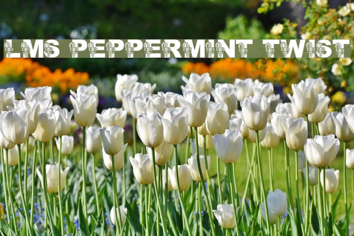 LMS Peppermint Twist Font examples