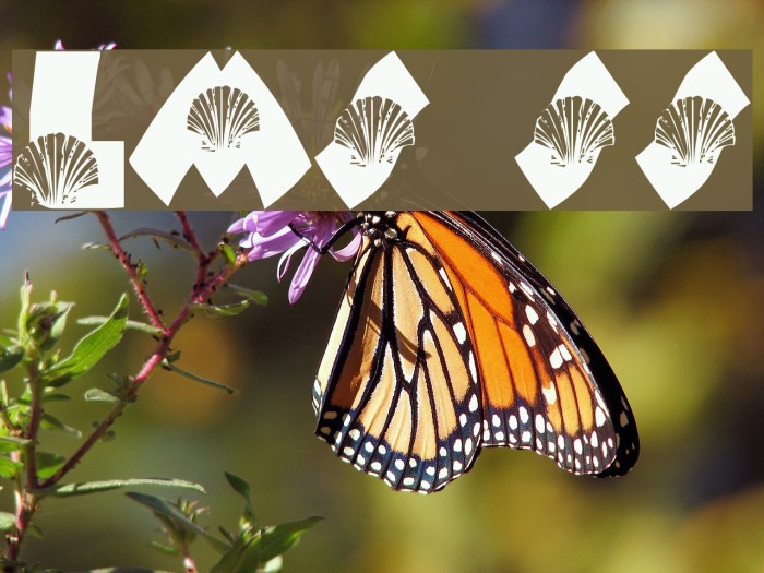 LMS She-Shells Example 3