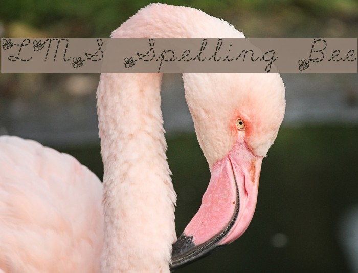 LMS Spelling Bee Example 1