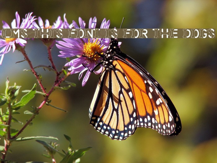 LMS This Font Is For The Dogs Example 1