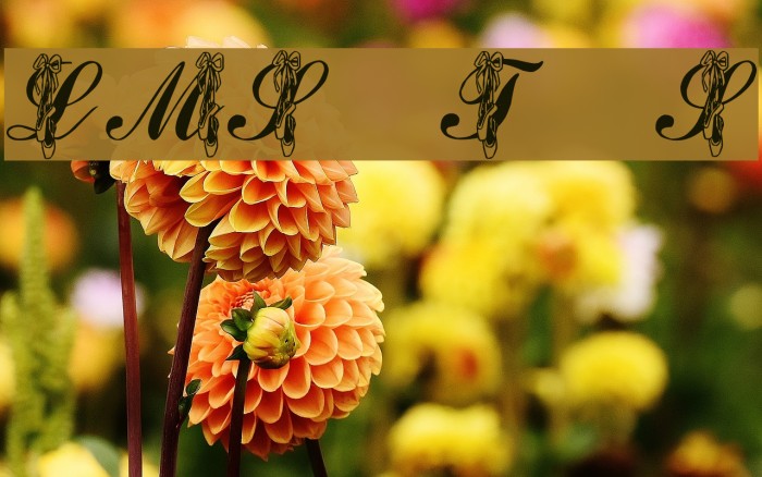 LMS Toe Shoes Font examples