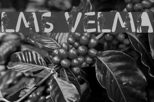 LMS Velma Font examples