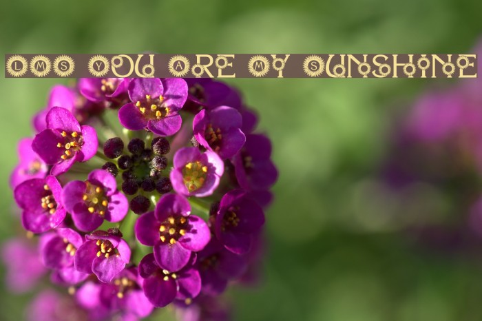 LMS You Are My Sunshine Font examples