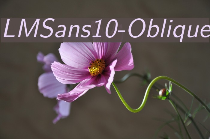 LMSans10-Oblique Font examples