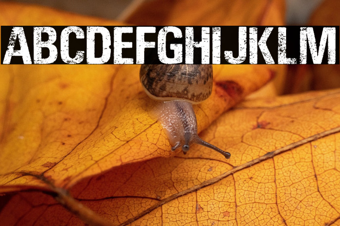 LOUD AND CLEAR PERSONAL USE  Example 2