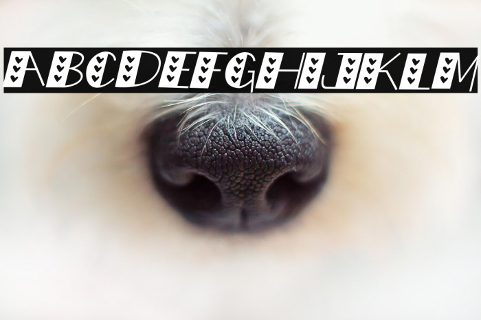 LOVE doly Italic Example 2