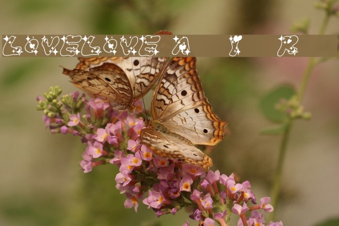 LOVELOVE_AhanIyanRamee Font examples