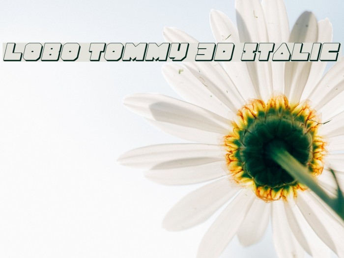 Lobo Tommy 3D Italic Font examples