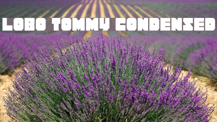 Lobo Tommy Condensed フォント examples