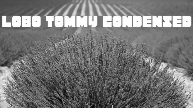Lobo Tommy Condensed Font examples