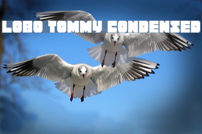 Lobo Tommy Condensed フォント examples