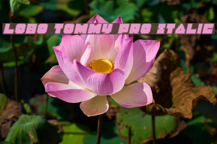 Lobo Tommy Pro Italic Font examples