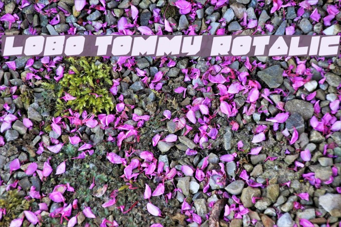 Lobo Tommy Rotalic フォント examples