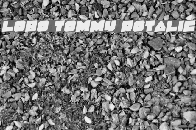 Lobo Tommy Rotalic Font examples