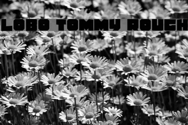Lobo Tommy Rough Font examples