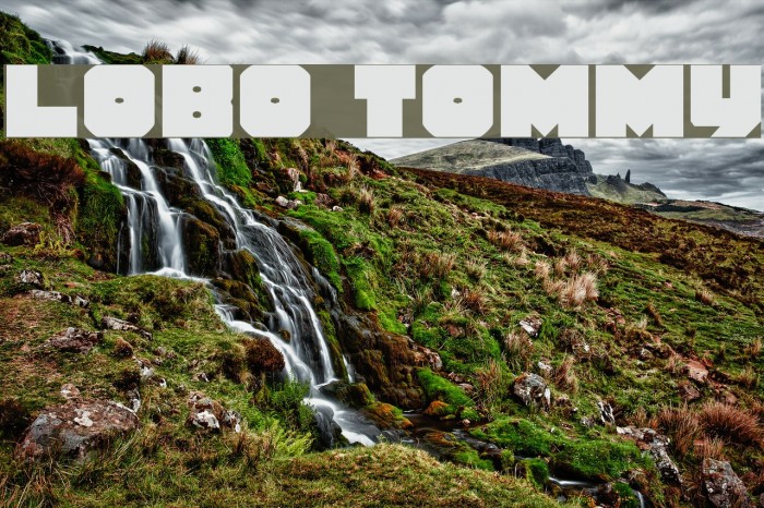 Lobo Tommy Caratteri examples