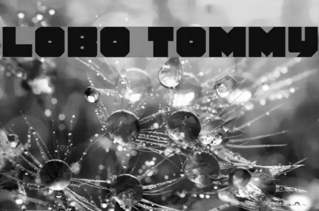 Lobo Tommy Caratteri examples