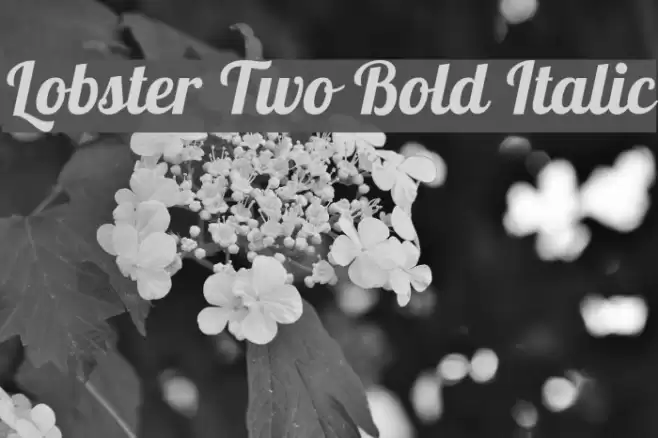 Lobster Two Bold Italic Font examples