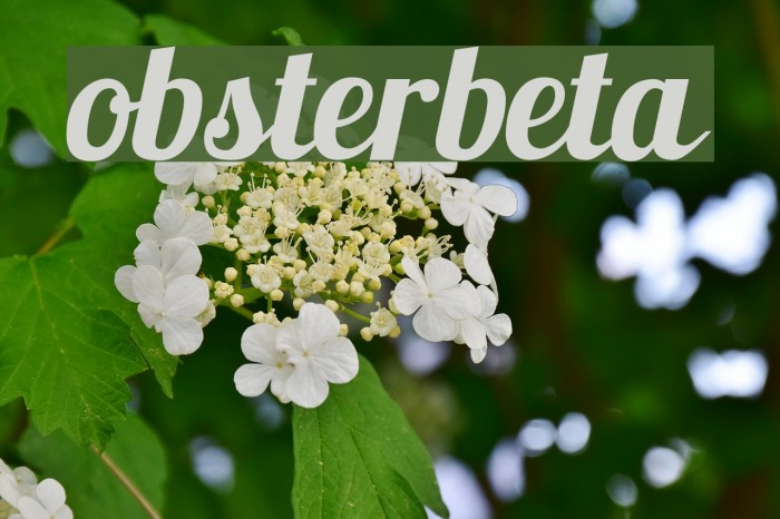 Lobsterbeta8 Font examples